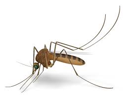 Clasa INSECTA – Ordinul Diptera – tantarii, muste sinantrope
